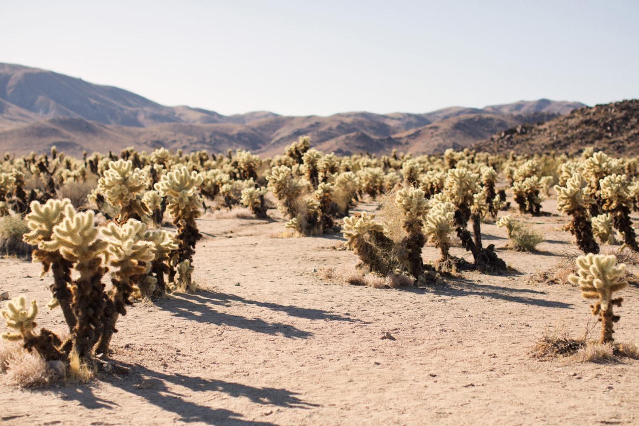 Modern Desert Dream - New Build Twentynine Palms Esterno foto