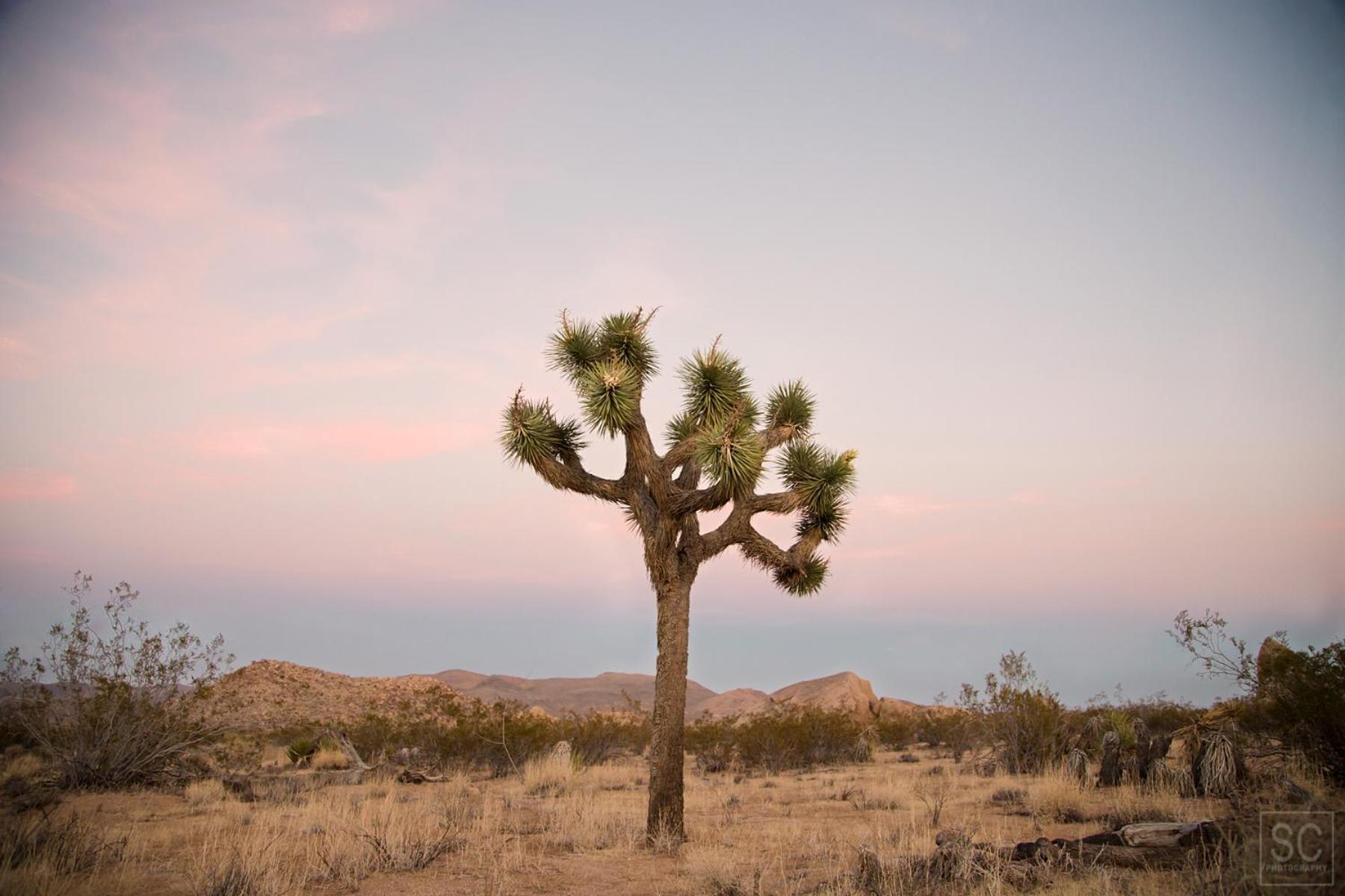 Modern Desert Dream - New Build Twentynine Palms Esterno foto